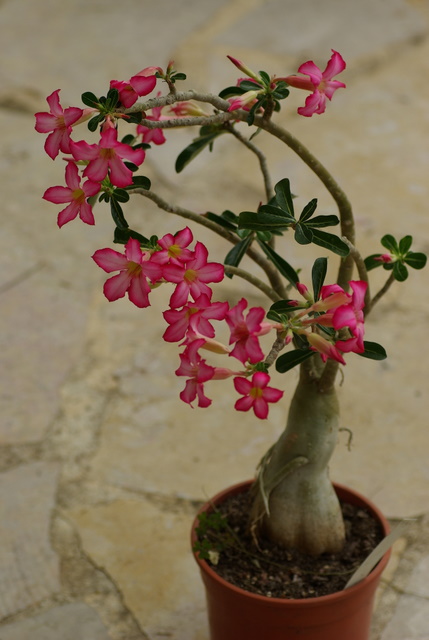 la culture et l'entretien de l'adenium (Rose du désert) - Page 2 Imgp3238