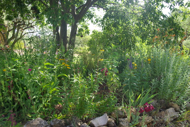 Quelques photos de mon jardin : gros projet 2013 : Evolution Mai 2014 Imgp3265
