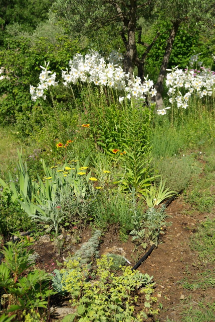 Quelques photos de mon jardin : gros projet 2013 : Evolution Mai 2014 Imgp3268