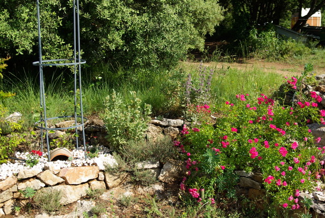 Quelques photos de mon jardin : gros projet 2013 : Evolution Mai 2014 Imgp3270
