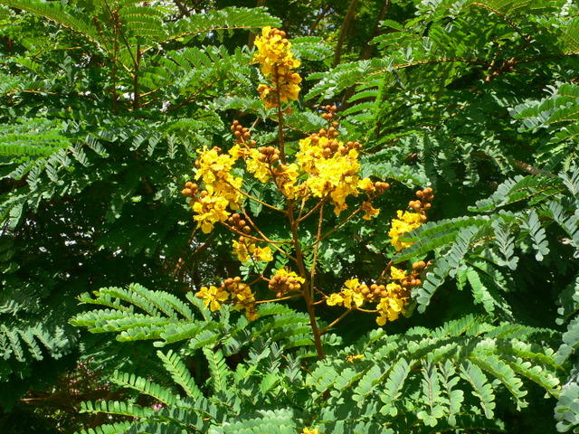 Plantes de Martinique P1020513