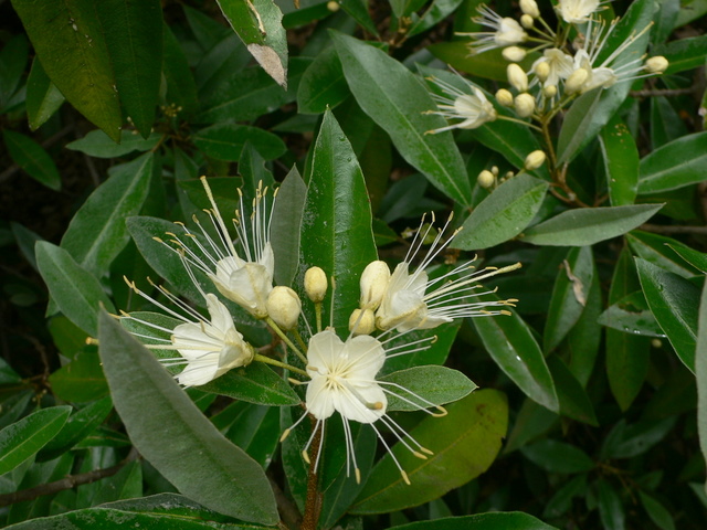 Plantes de Martinique P1020514