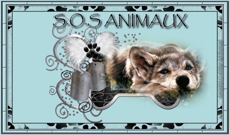 S.O.S Animaux