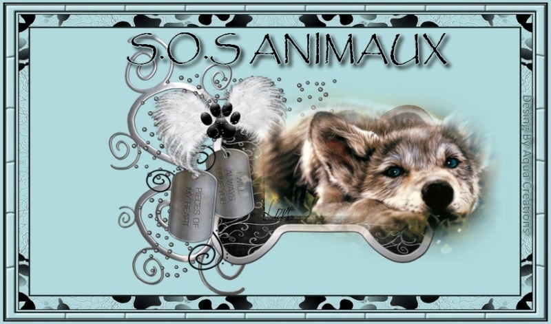 S.O.S  Animaux