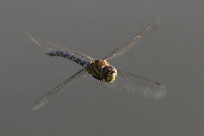 Insectes et acariens au naturel ou pas Libell10