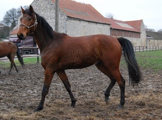 Unicos Hongre TF de 3 ans adopté par Marie, Barbara et Anna Unicos10