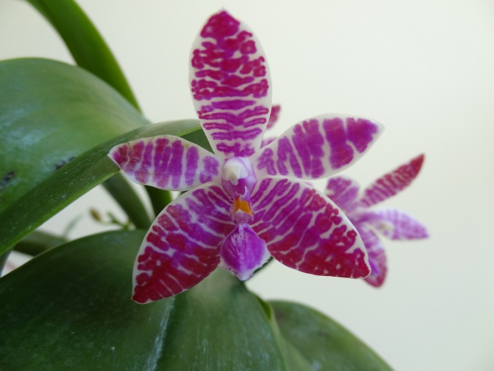 Phalaenopsis lueddemanniana Luedde10