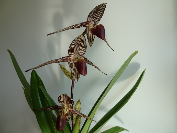 Paphiopedilum rothschildianum Sam's choice*Mont Millais Best Roth_310