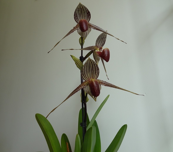 Paphiopedilum rothschildianum Rothsn10