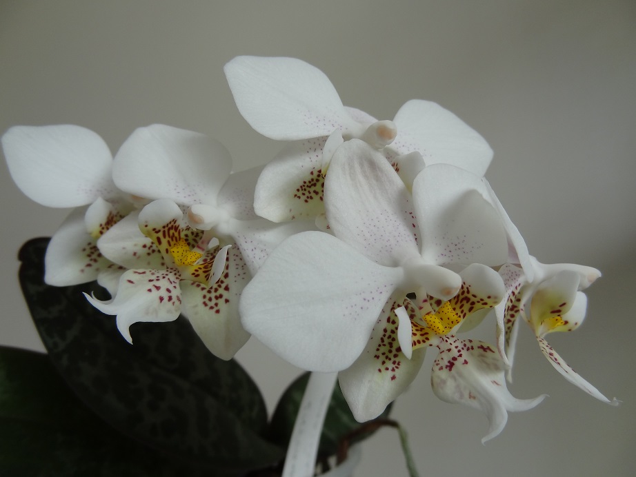 Phalaenopsis stuartiana Stuart11