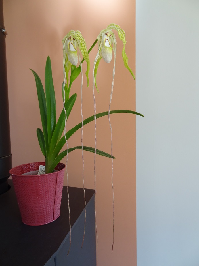 Phragmipedium wallisii Walisi15