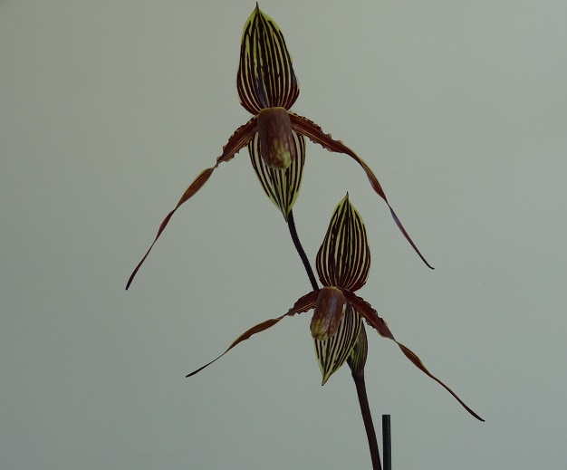 Paphiopedilum Wössner Black Wings Wossne10