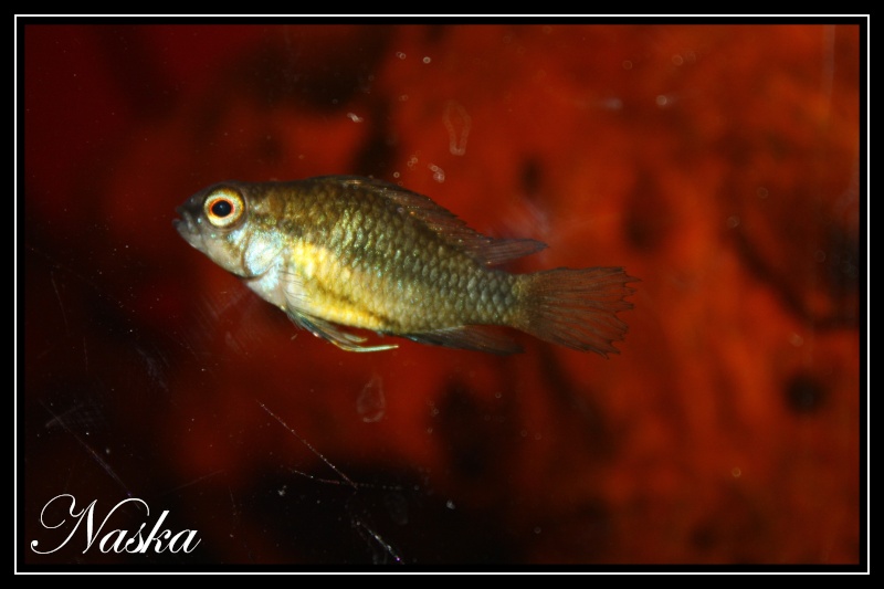 apistogramma trifasciata (Repro) Apisto11