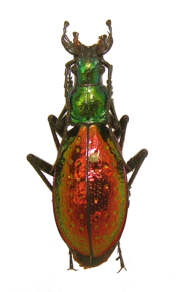 Chrysocarabus rutilans Perign14