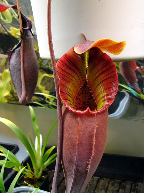 Nepenthes ovata 12352010