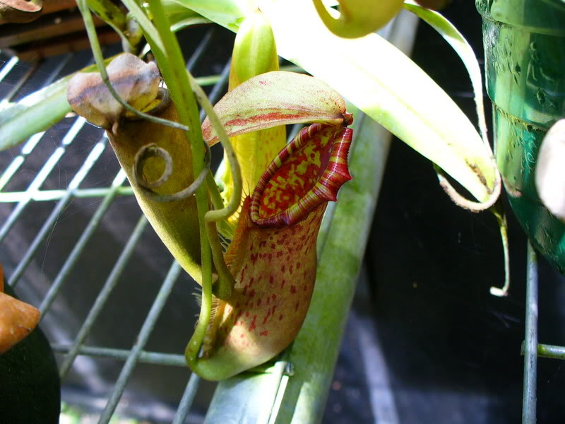 Nepenthes northiana 59472710