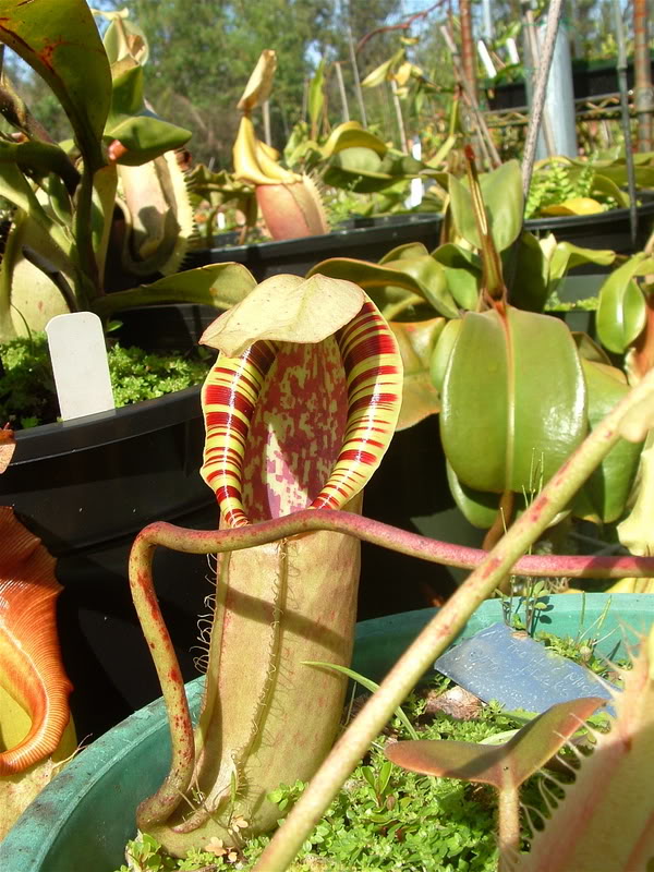 Nepenthes northiana 64447610