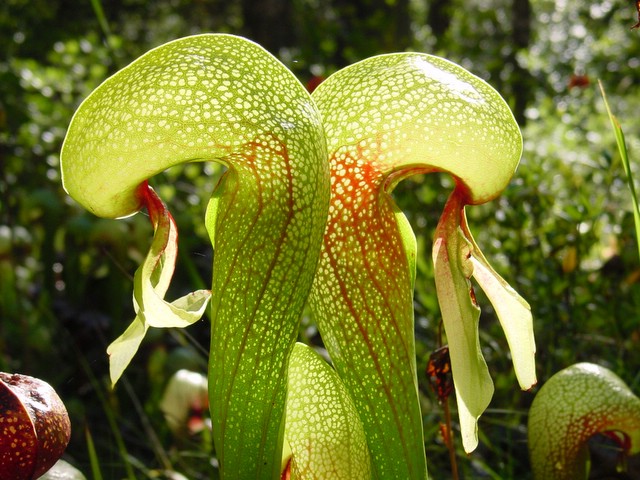 [Fiche de Culture] Darlingtonia californica Darlin11