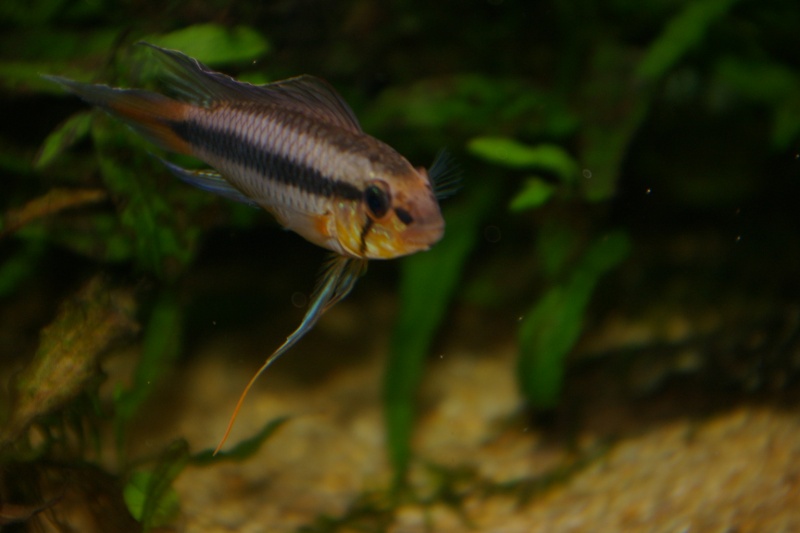 APISTOGRAMMA UAUPESI RIO SAO GABRIEL Imgp6122