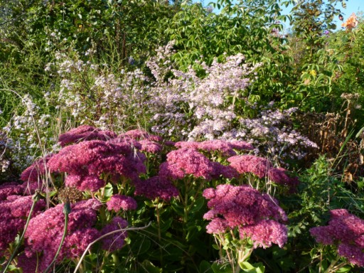 Les Asters d'automne. - Page 6 P1000515