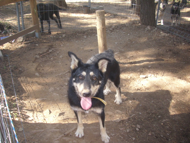 DILL X HUSKY né en 2007 (m) EDEN VALLEY ASSO39 Deal110