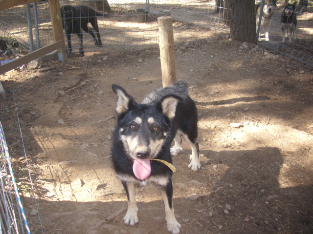 DILL X HUSKY  né en 2007  (m) EDEN VALLEY ASSO39 Deal110