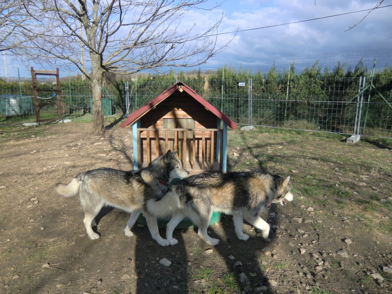 LUCKY Husky 16 ans et demi ASSO65  DECEDE Les_su10