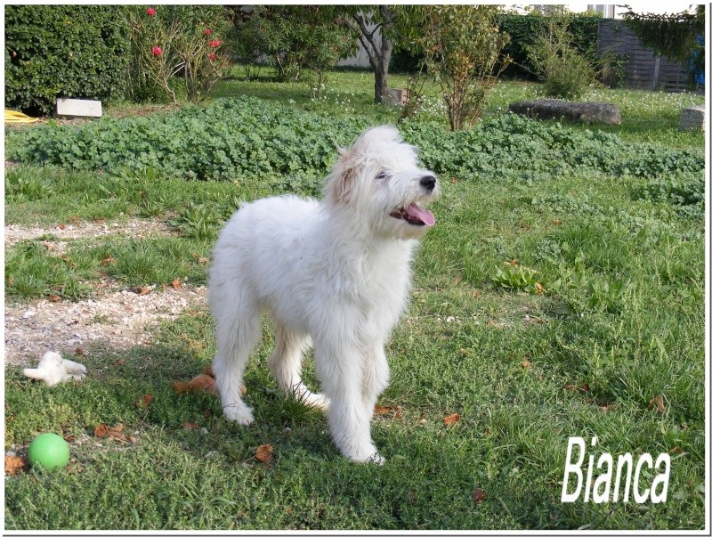 ( adopté) BIANCA Griffone blanche Femelle. 7/8 mois  (F.A 84) Bianca10