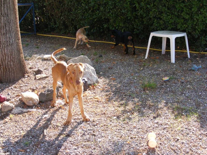 CARAMEL  X chasse/epagneul male 5 mois   ADOPTE !!!! Dscf0619