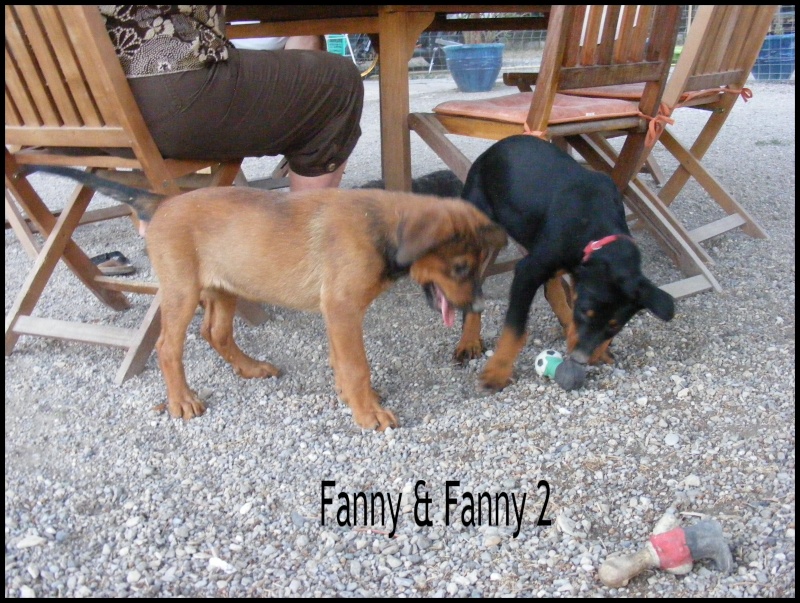FOSTER et FANNY  frère et soeur beauceron/ labrador de 1,5 mois  en f.a 84(adoptes) - Page 2 Fanny610