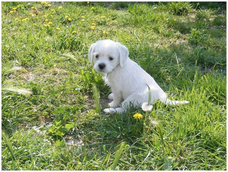 (réservés tous les 2) GINO et GOOSE male 1,5 mois X griffon /?  beige G310