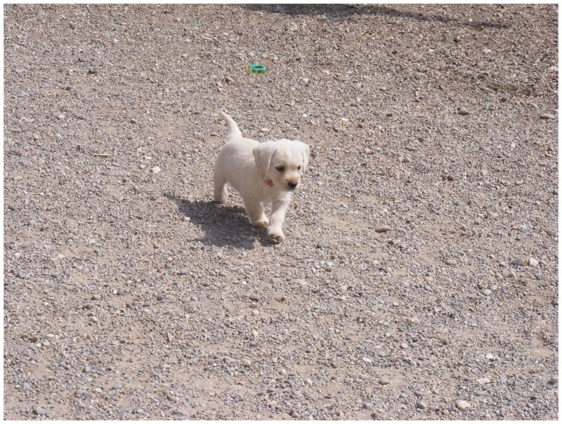 (réservés tous les 2) GINO et GOOSE male 1,5 mois X griffon /?  beige G810