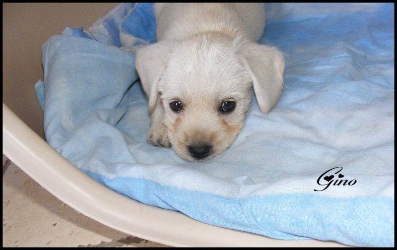 (réservés tous les 2) GINO et GOOSE male 1,5 mois X griffon /?  beige Gg310