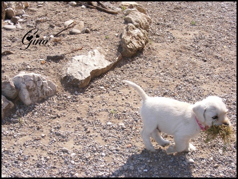 (réservés tous les 2) GINO et GOOSE male 1,5 mois X griffon /?  beige Gg410