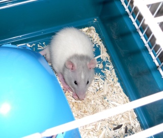 6 adorables rats à adopter (67) URGENT. Loki3111