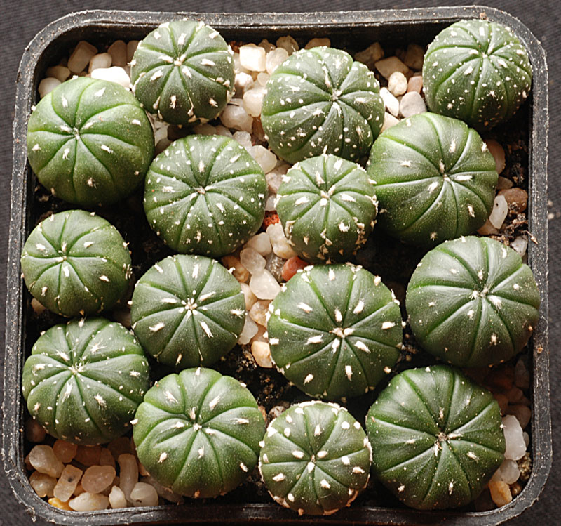 semis - bébés cactus ...  613
