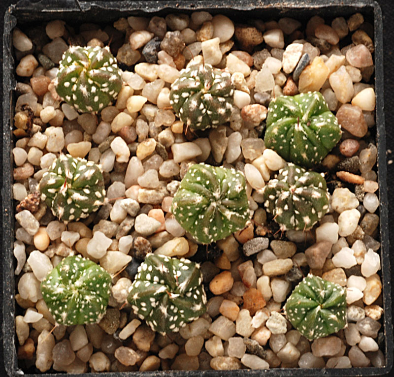 semis - bébés cactus ...  713