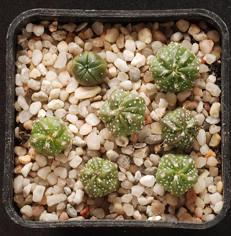 semis - bébés cactus ...  913