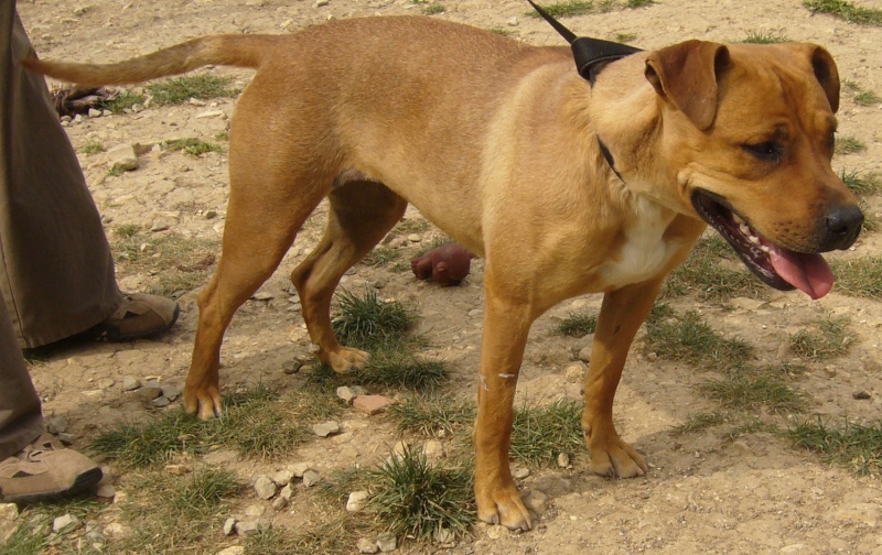 16 - 20 chiens à faire adopter avant 13 jours !! Refuge de l'Angoumois Mornac 16   P1080510