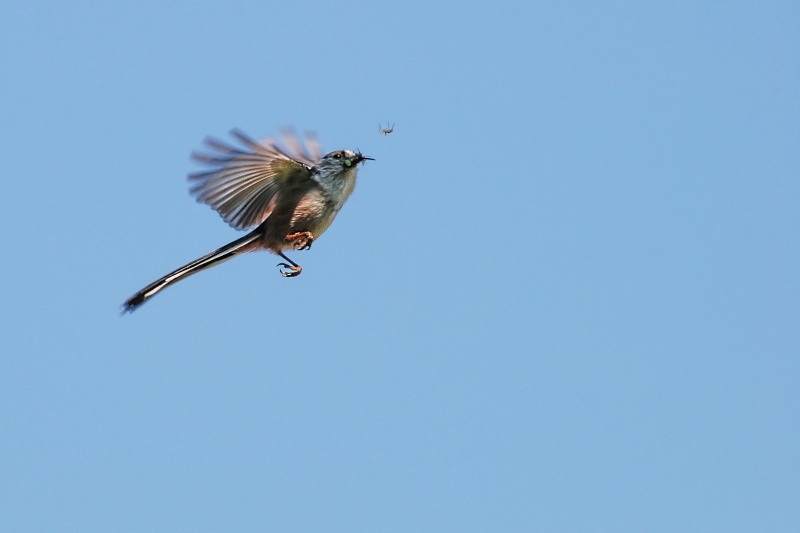 Oiseau en vol Dsc_4410