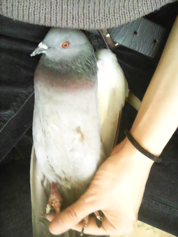 topic des pigeon: sauvetages, conseils pour les pigeons et autres oiseaux Img11510