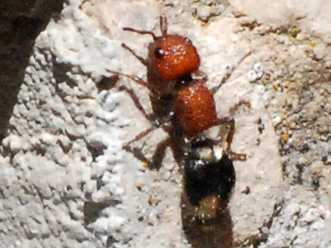 fourmi ou guepe aptère dans le Var Dsc_4810