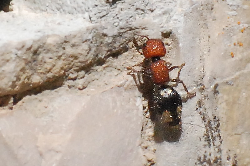 fourmi ou guepe aptère dans le Var Fourmi10