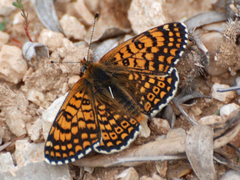 [Melitaea cinxia]melitée melitée Melite10