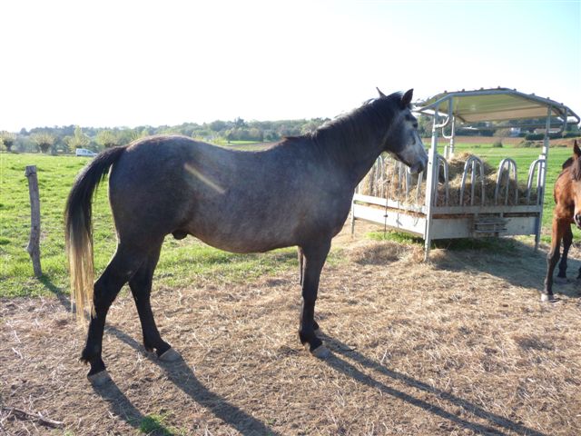 (Dept 71)  Sylver, ONC Selle, Sauvé par yakou (Octobre 2010) Partie au Paradis des chevaux P1040813