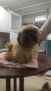 Sweety, femelle shih tzu retraitée d'élevage - département 49 P_201915