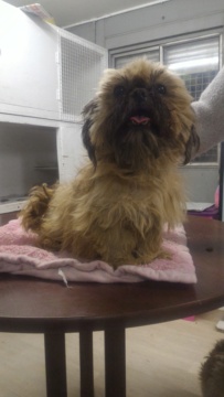 Sweety, femelle shih tzu retraitée d'élevage - département 49 P_201916