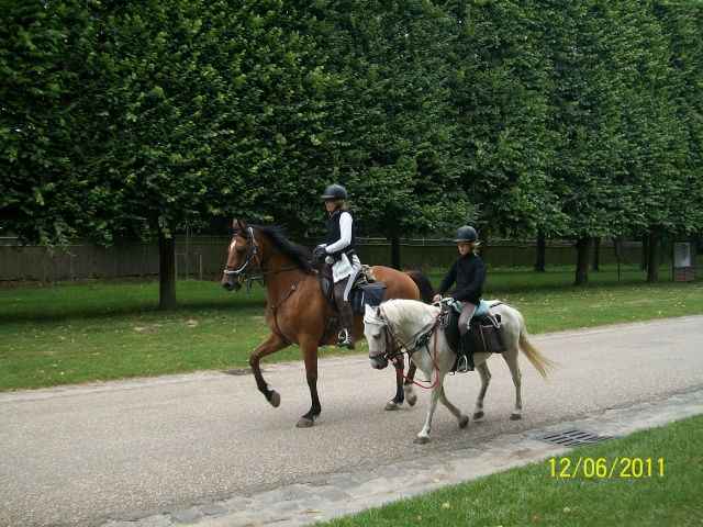 Des chevaux à Versailles Photo295
