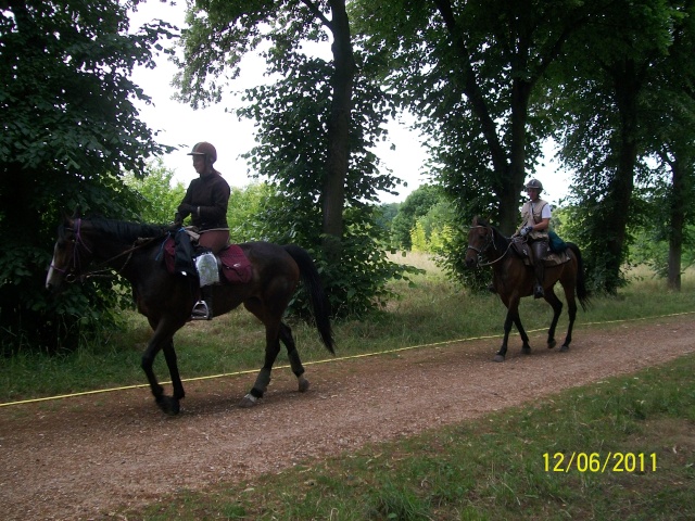 Des chevaux à Versailles Photo297