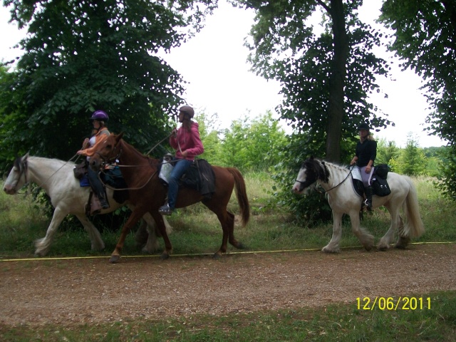 Des chevaux à Versailles Photo298